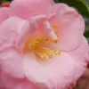 April Remembered Cold Hardy Pink Camellia Japonica - 1 Gallon Pot