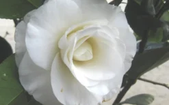 April Snow Camellia Japonica - 1 Gallon Pot -Wilson Bros Gardens Camellia April Snow 1