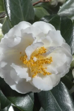April Snow Camellia Japonica - 1 Gallon Pot -Wilson Bros Gardens Camellia April Snow 13