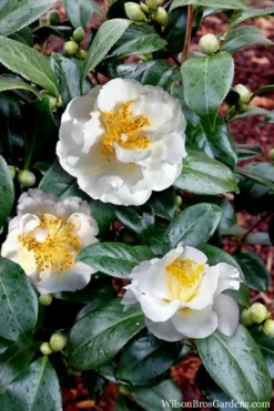 April Snow Camellia Japonica - 1 Gallon Pot -Wilson Bros Gardens Camellia April Snow 14