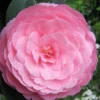 E.G. Waterhouse Camellia - Williamsii Hybrid - 3 Gallon Pot