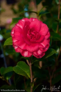 Glen 40 Camellia Japonica - 1 Gallon Pot 11 Glen 40 Camellia Japonica - 1 Gallon Pot -Wilson Bros Gardens Camellia Glen 40 JW 1