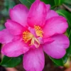 Kanjiro Camellia Sasanqua - 1 Gallon Pot