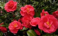 Kramers Supreme Red Double Camellia Japonica - 2 Gallon Pot 8 Kramers Supreme Red Double Camellia Japonica - 2 Gallon Pot -Wilson Bros Gardens Camellia Kramers Supreme 52