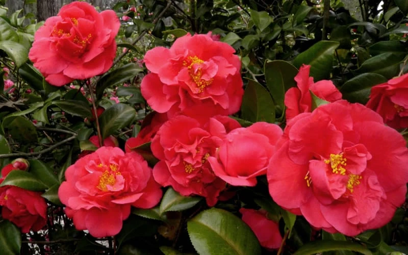 Kramers Supreme Red Double Camellia Japonica - 2 Gallon Pot 4 Kramers Supreme Red Double Camellia Japonica - 2 Gallon Pot - Image 4