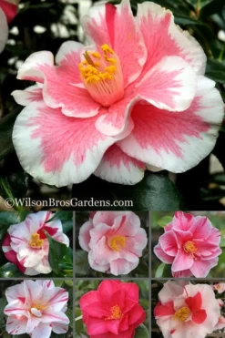 Lady Vansittart Multicolor Camellia Japonica - 3 Gallon Pot 13 Lady Vansittart Multicolor Camellia Japonica - 3 Gallon Pot -Wilson Bros Gardens Camellia Lady Vansittart 500x750 2