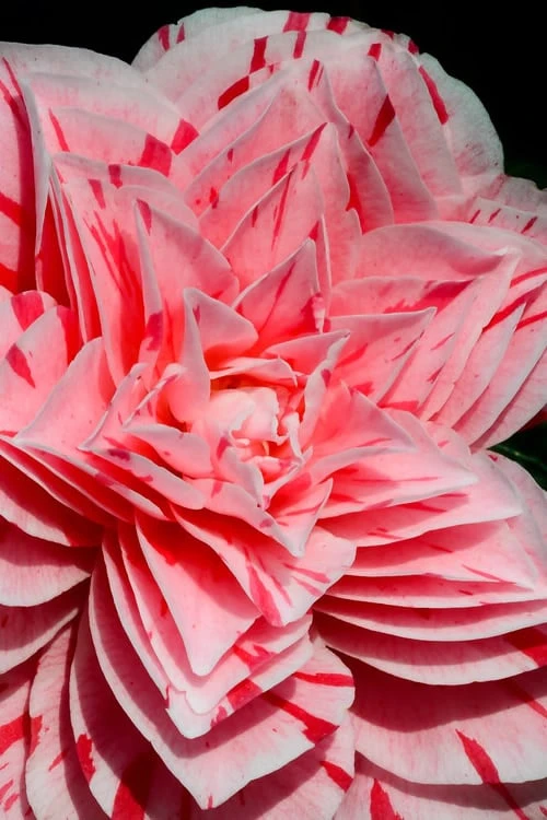 Les Marbury Camellia Japonica - 3 Gallon Pot 1 Les Marbury Camellia Japonica - 3 Gallon Pot