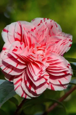 Les Marbury Camellia Japonica - 3 Gallon Pot 8 Les Marbury Camellia Japonica - 3 Gallon Pot -Wilson Bros Gardens Camellia Les Marbury 2