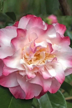 Nuccio's Jewel Camellia Japonica - 1 Gallon Pot -Wilson Bros Gardens Camellia Nucios Jewel 3