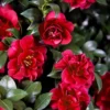 October Magic Ruby Camellia - 2 Gallon Pot
