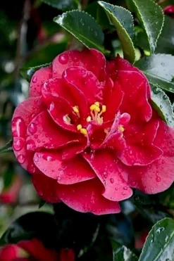 October Magic Ruby Camellia - 2 Gallon Pot -Wilson Bros Gardens Camellia October Magic Ruby 23