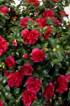 October Magic Ruby Camellia - 2 Gallon Pot -Wilson Bros Gardens Camellia October Magic Ruby 27