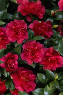 October Magic Ruby Camellia - 2 Gallon Pot -Wilson Bros Gardens Camellia October Magic Ruby 28