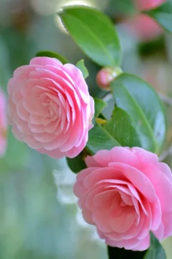 Otome Pink Camellia Japonica - 3 Gallon Pot -Wilson Bros Gardens Camellia Otome 1