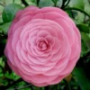 Pearl Maxwell Camellia Japonica - 3 Gallon Pot
