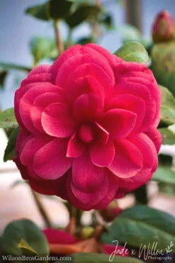 Purple Dawn Camellia Japonica - 3 Gallon Pot -Wilson Bros Gardens Camellia Purple Dawn JW 1