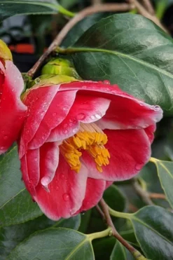Sadaharu Oh Camellia - 7 Gallon Pot (3-4') -Wilson Bros Gardens Camellia Sadaharu Oh 7
