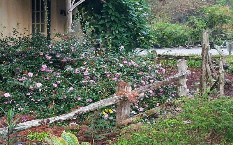 Sarrel Dwarf Camellia Sasanqua - 3 Gallon Pot 4 Sarrel Dwarf Camellia Sasanqua - 3 Gallon Pot - Image 4