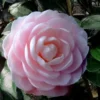 Winter's Rose Cold Hardy Dwarf Camellia - 3 Gallon Pot