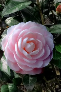 Winter's Rose Cold Hardy Dwarf Camellia - 3 Gallon Pot