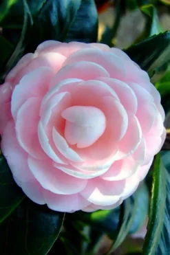 Winter's Rose Cold Hardy Dwarf Camellia - 2 Gallon Pot -Wilson Bros Gardens Camellia Winters Rose 6 1