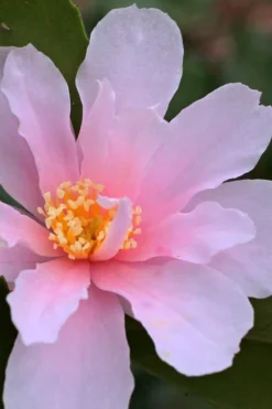 Winter's Toughie Cold Hardy Camellia - 1 Gallon Pot -Wilson Bros Gardens Camellia Winters Toughie 3