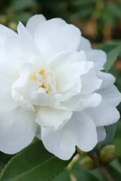 Winter's Waterlily Cold Hardy Camellia - 1 Gallon Pot