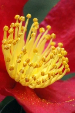 Yuletide Camellia Sasanqua - 2.5 Quart Pot -Wilson Bros Gardens Camellia Yuletide 30