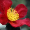 Yuletide Camellia Sasanqua - 2.5 Quart Pot