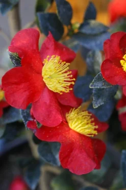 Yuletide Camellia Sasanqua - 2.5 Quart Pot -Wilson Bros Gardens Camellia Yuletide 32