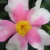 Yume Camellia Sasanqua - 3 Gallon Pot