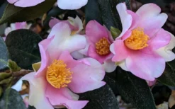 Yume Camellia Sasanqua - 3 Gallon Pot -Wilson Bros Gardens Camellia Yume 5