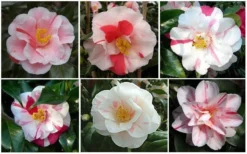 Lady Vansittart Multicolor Camellia Japonica - 1 Gallon Pot 12 Lady Vansittart Multicolor Camellia Japonica - 1 Gallon Pot -Wilson Bros Gardens CamelliaLadyVasittart 2