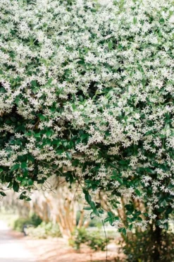 Madison Confederate Jasmine - 6 Pack Of 1 Gallon Pots -Wilson Bros Gardens Campsis Madame Galen 18 1