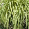Evergold Japanese Sedge (Carex Hachijoensis) - 10 Pack Of Quart Pots