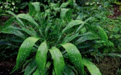 Spek-tacular Cast Iron Plant - 3 Gallon Pot -Wilson Bros Gardens Cast Iron Plant Spektacular 5