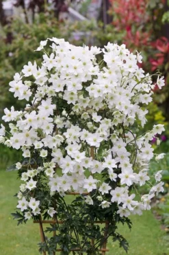 Avalanche Evergreen Clematis - 2 Gallon Pot -Wilson Bros Gardens Clematis Avalanche 5