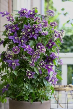 Taiga Clematis - 2 Gallon Pot 11 Taiga Clematis - 2 Gallon Pot -Wilson Bros Gardens Clematis Taiga 10 2