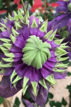 Taiga Clematis - 2 Gallon Pot 13 Taiga Clematis - 2 Gallon Pot -Wilson Bros Gardens Clematis Taiga 2 2