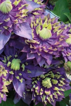 Taiga Clematis - 2 Gallon Pot 12 Taiga Clematis - 2 Gallon Pot -Wilson Bros Gardens Clematis Taiga 3 2
