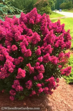 Berry Dazzle Dwarf Crape Myrtle - 2 Gallon Pot -Wilson Bros Gardens Crape Myrtle Berry Dazzle 14