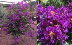 Purple Magic Crape Myrtle Tree (Multi Trunk) - 7 Gallon Pot -Wilson Bros Gardens Crape Myrtle Purple Magic 12