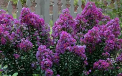 Purple Magic Crape Myrtle Tree (Multi Trunk) - 7 Gallon Pot -Wilson Bros Gardens Crape Myrtle Purple Magic 13