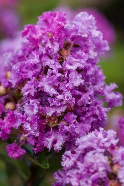 Purple Magic Crape Myrtle Tree (Single Trunk) - 7 Gallon Pot (6-7') -Wilson Bros Gardens Crape Myrtle Purple Magic 20 500x750 1