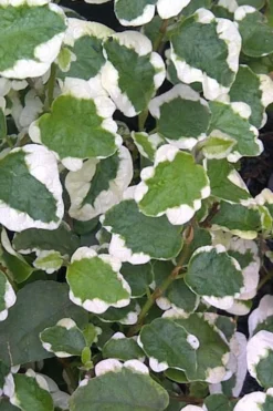 Variegated Creeping Fig - Ficus Pumila 'Variegata' - 6 Pack Of Pint Pots -Wilson Bros Gardens Creeping Fig Variegated Ficus Pumila Rev 500x750 1