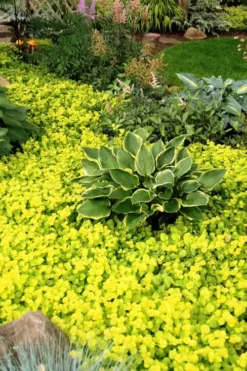 Golden Creeping Jenny (Lysimachia Nummularia 'Aurea') - 5 Pack Of Quart Pots -Wilson Bros Gardens Creeping Jenny 21