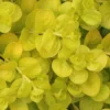 Golden Creeping Jenny - Lysimachia Nummularia Aurea - 10 Pack Of Pint Pots