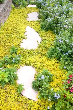 Golden Creeping Jenny (Lysimachia Nummularia 'Aurea') - 5 Pack Of Quart Pots -Wilson Bros Gardens Creeping Jenny 25