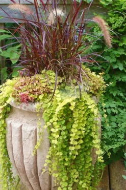 Golden Creeping Jenny - Lysimachia Nummularia Aurea - 10 Pack Of Pint Pots -Wilson Bros Gardens Creeping Jenny 26 1
