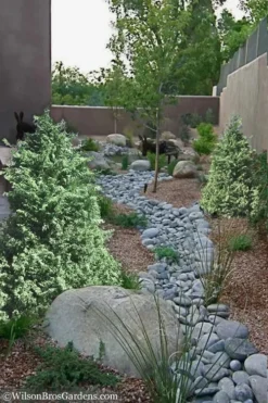 Marie's White Dwarf Hinoki Cypress - Chamaecyparis Obtusa 'Mariesii - 5 Gallon Pot 13 Marie's White Dwarf Hinoki Cypress - Chamaecyparis Obtusa 'Mariesii - 5 Gallon Pot -Wilson Bros Gardens Cypress Hinoki Mariessii 12